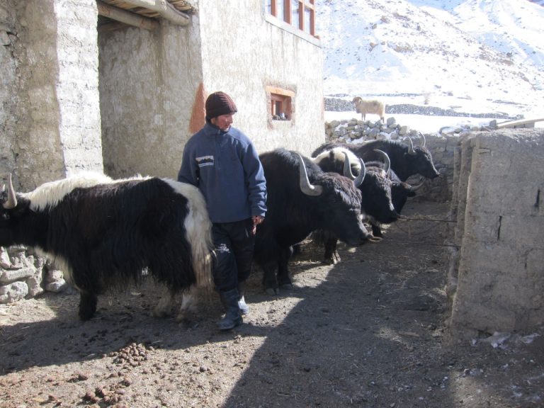 Chadar Walk