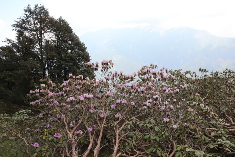 Chandrakhani Pass