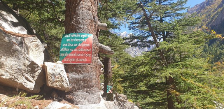 Gaumukh Tapovan
