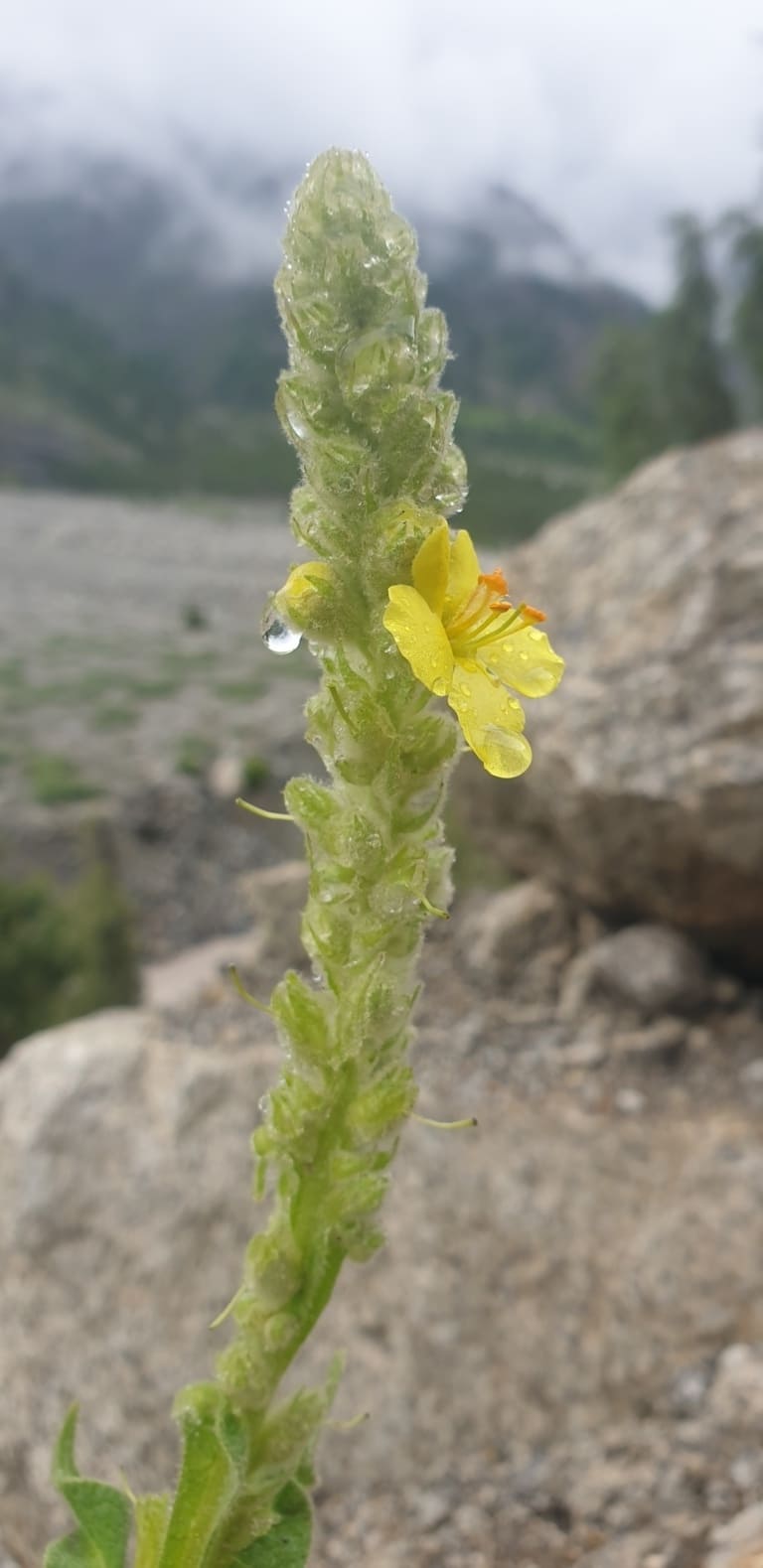 Miyad Valley