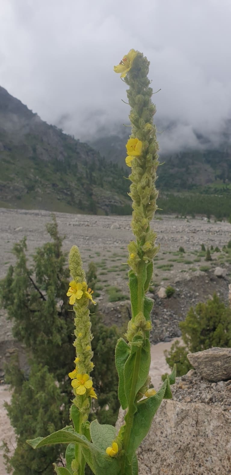 Miyad Valley