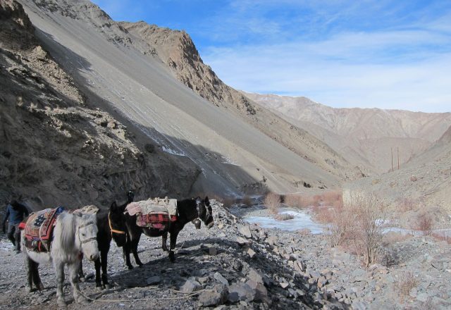 Extreme Winter Snow Leopard / Wildlife Search