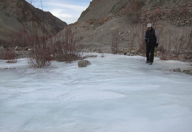 Extreme Winter Snow Leopard / Wildlife Search