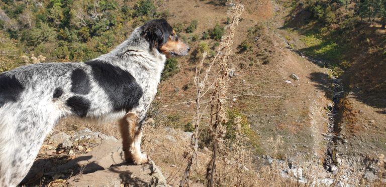 Tosh Valley Trek